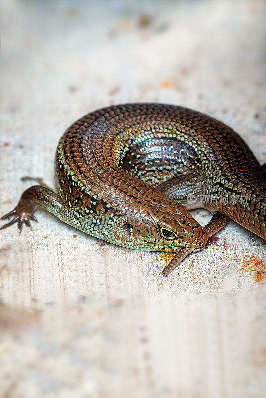 主要Skink (Bellatorias frerei)